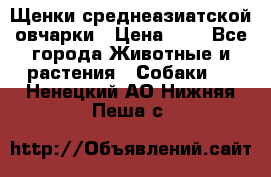 Щенки среднеазиатской овчарки › Цена ­ 1 - Все города Животные и растения » Собаки   . Ненецкий АО,Нижняя Пеша с.